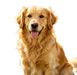 AI Transparent Background Maker