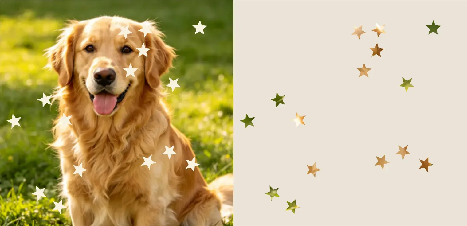 Star Doooot Image