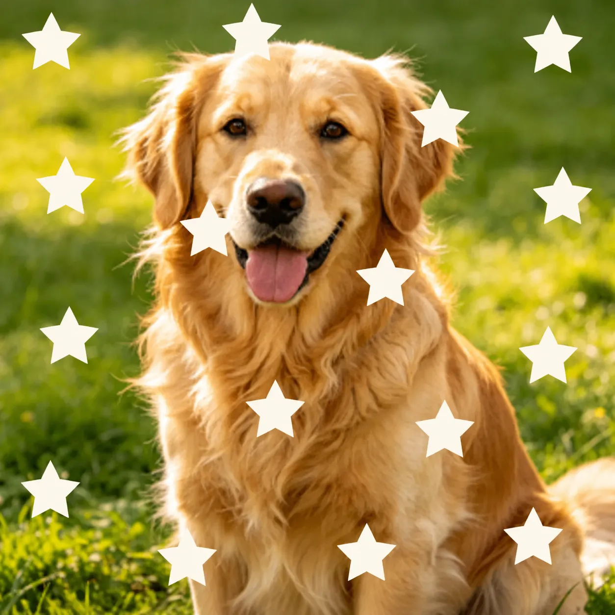 Generate the doooot image for me.
{dots_number}: 15
{dots_color}: milk white
{dots_shape}: star