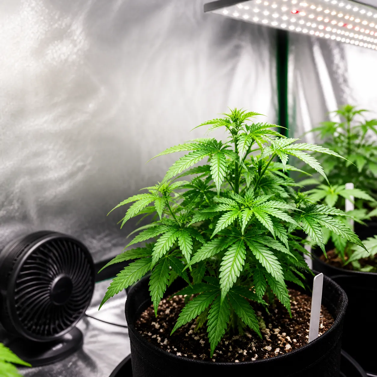 create a youtube thumbnail for a A beginner cannabis grow starting with autoflowers.