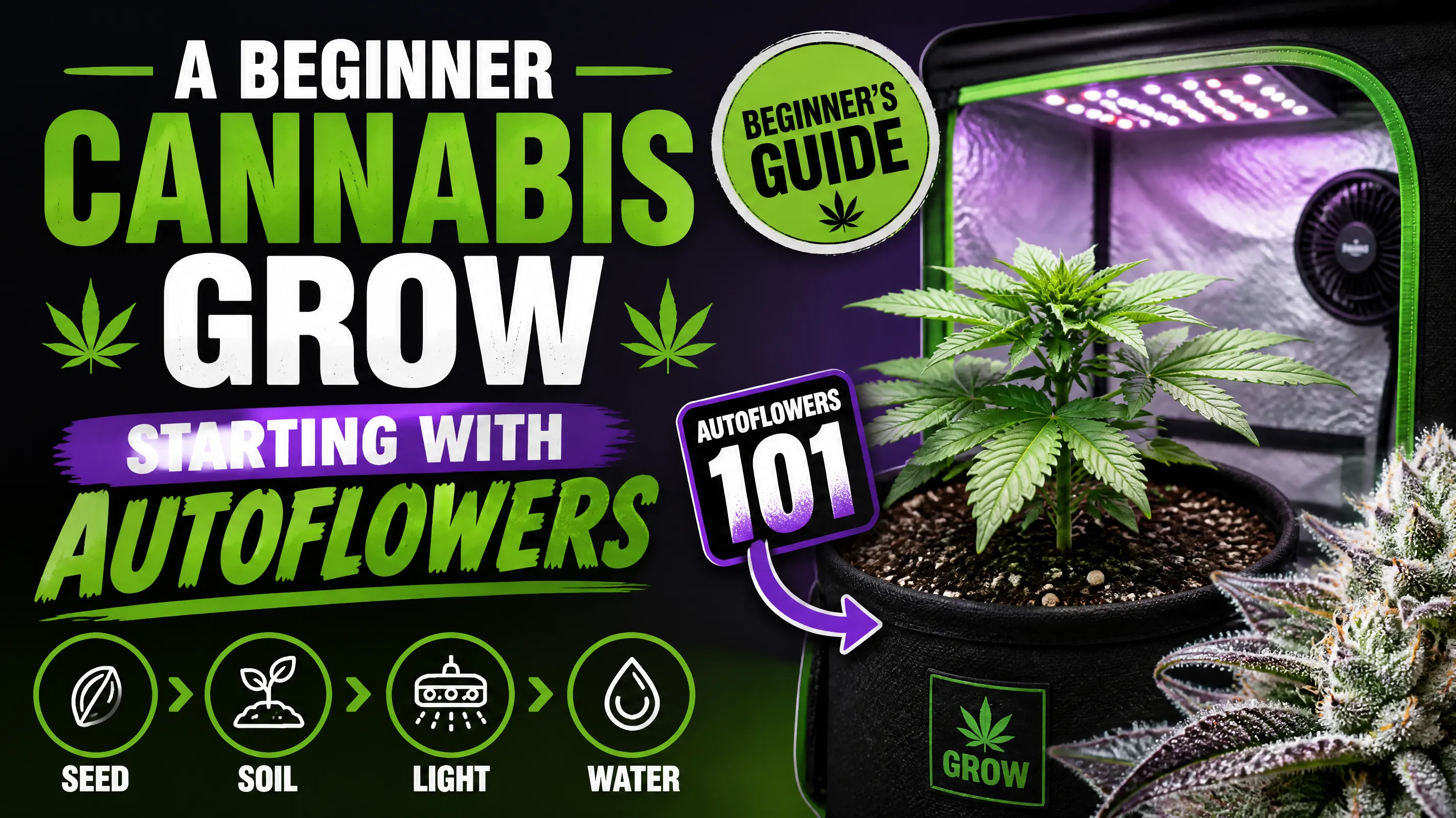 create a youtube thumbnail for a A beginner cannabis grow starting with autoflowers.