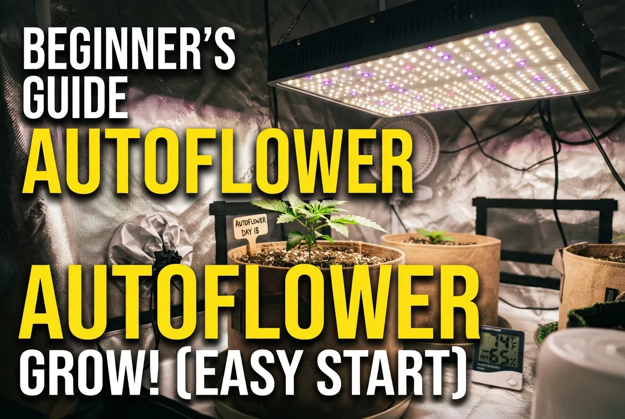 create a YouTube thumbnail for a A beginner cannabis grow starting with autoflowers. No people in the image. No name on the grow light.