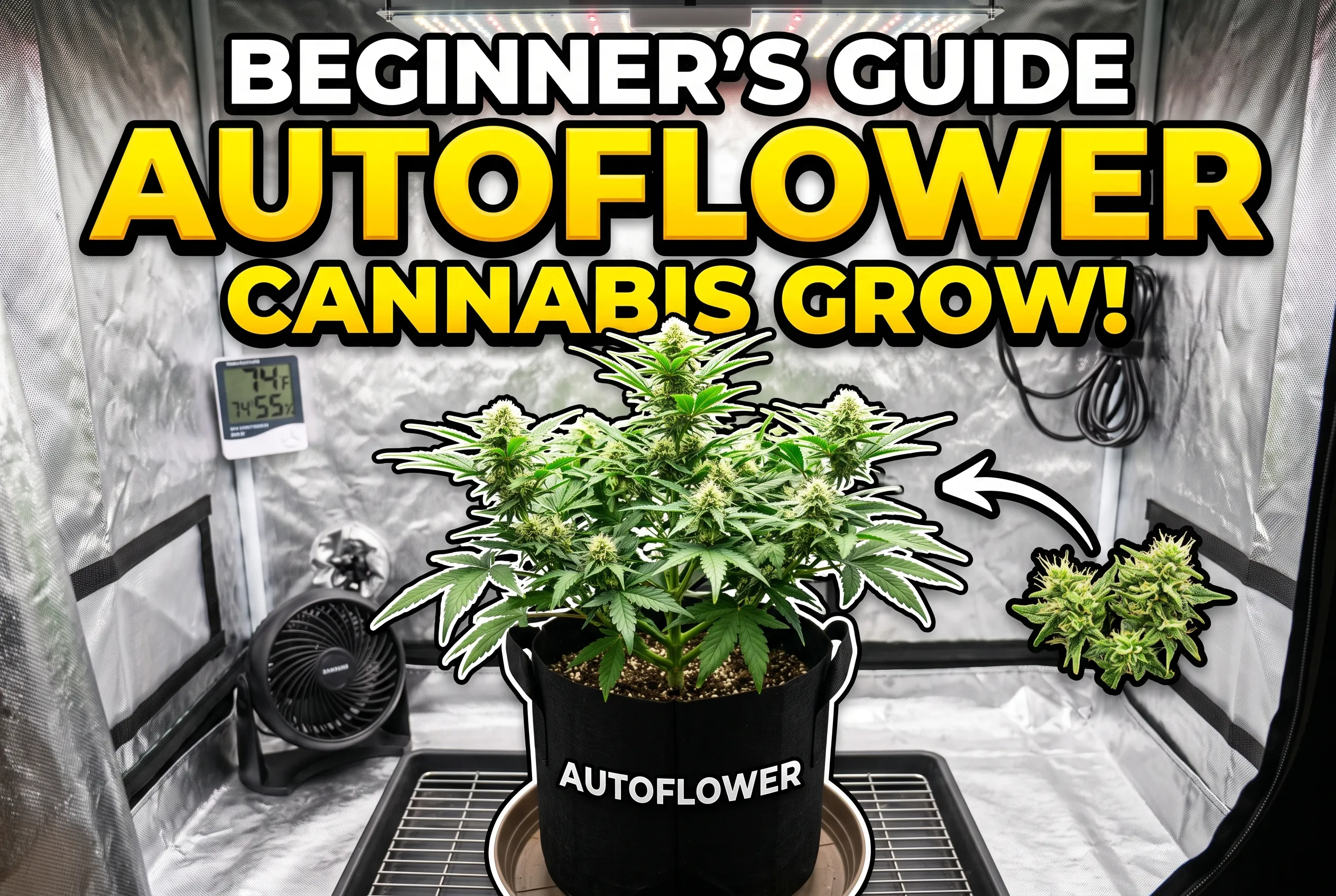 create a YouTube thumbnail for a A beginner cannabis grow starting with autoflowers. No people in the image. No name on the grow light.