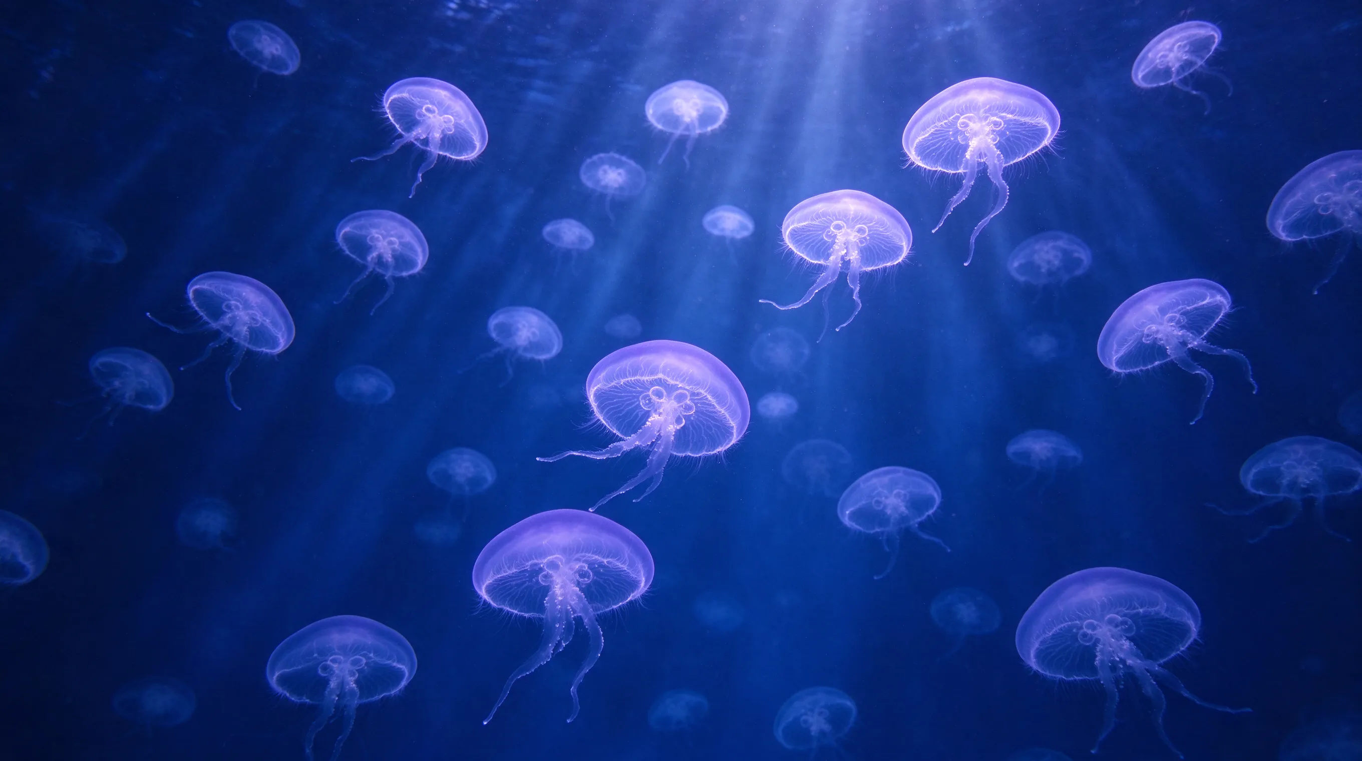 A swarm of translucent moon jellyfish drifting through deep blue water, glowing softly, ethereal and dreamlike atmosphere, backlit by faint sunlight from above, minimalist composition, fine art underwater photography