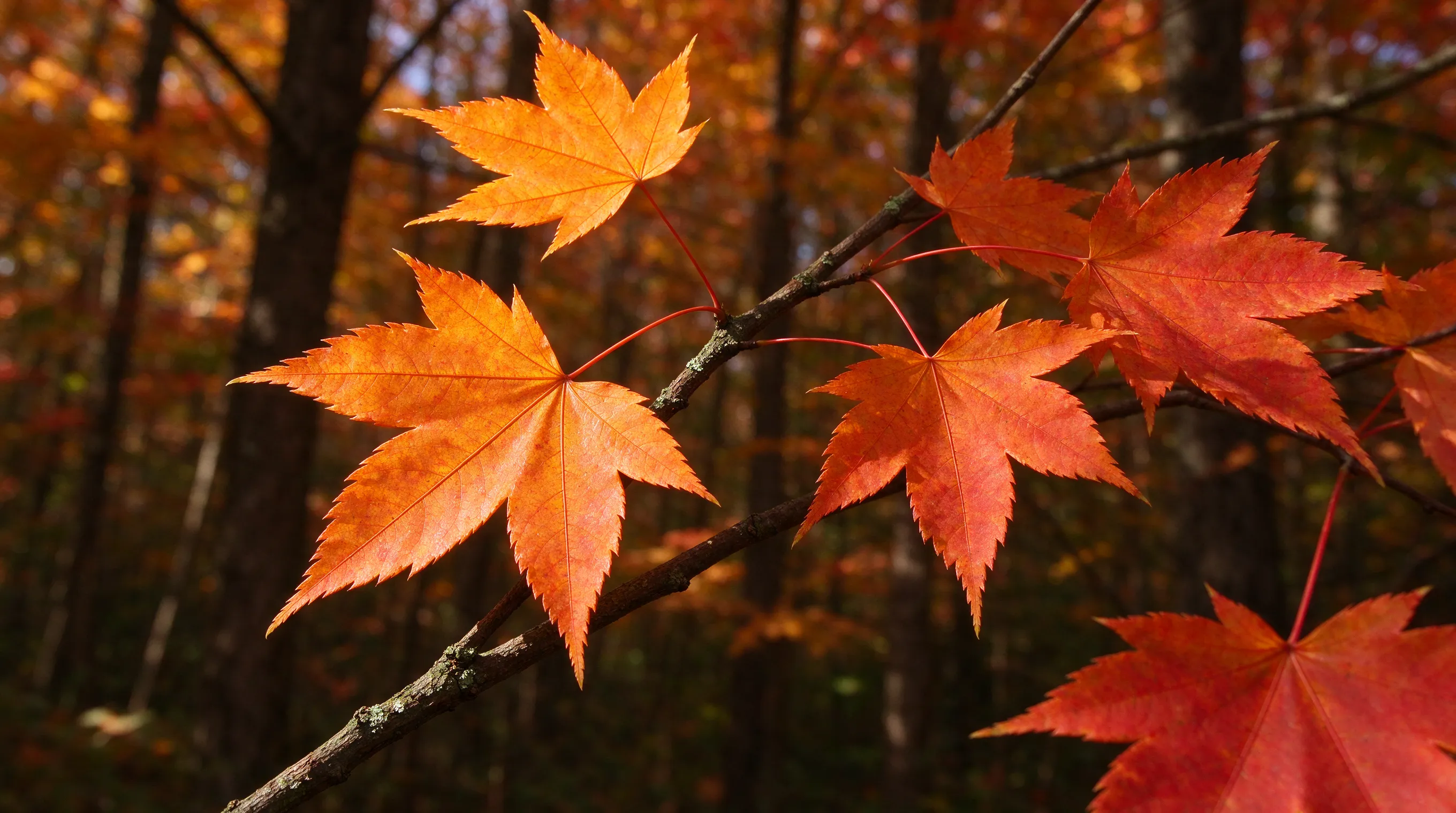 Acer
